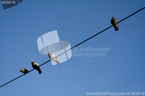 Image of Birds on a wire