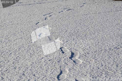 Image of Footsteps in the snow