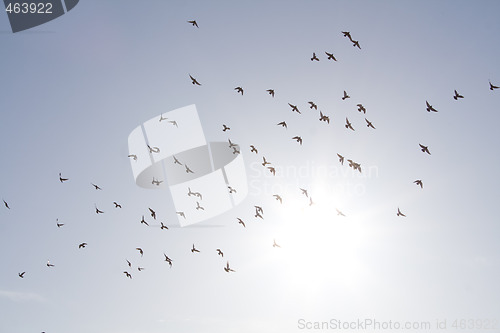 Image of Birds in the sky