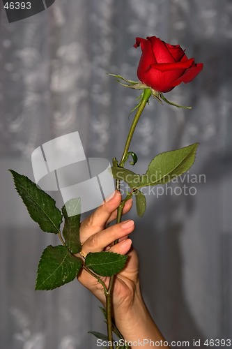 Image of flowers rose 01