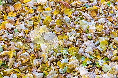 Image of Yellow Leaves Fall