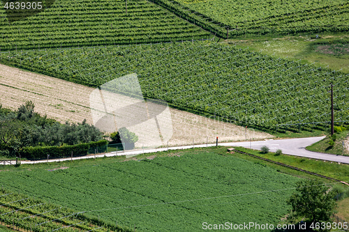 Image of Green FIelds