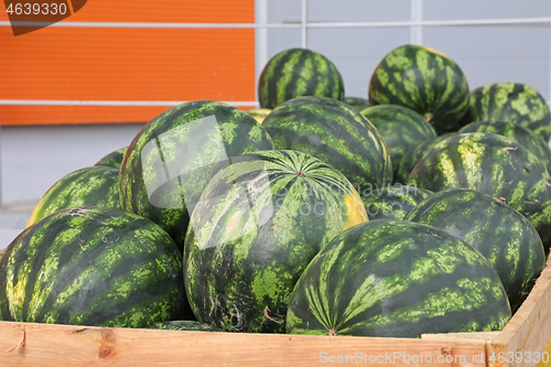 Image of Watermelons Wholesale