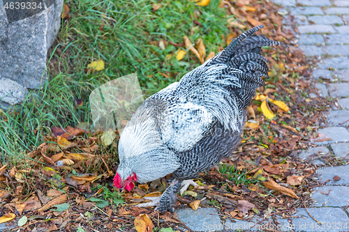 Image of Rooster