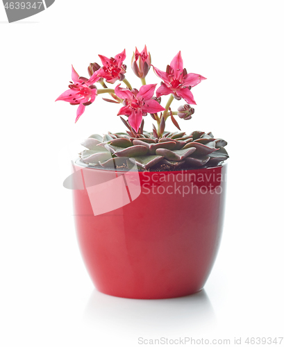 Image of flowering grapto cactus in a red flower pot