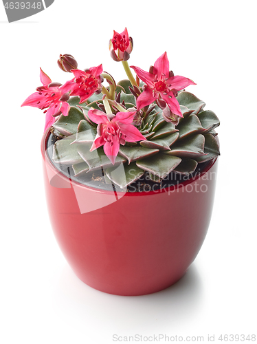 Image of flowering grapto cactus in a red flower pot