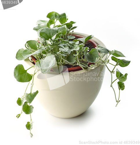 Image of dichondra silver falls plant