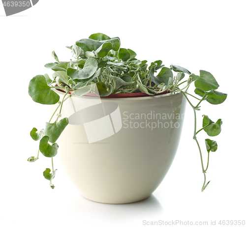 Image of dichondra silver falls plant