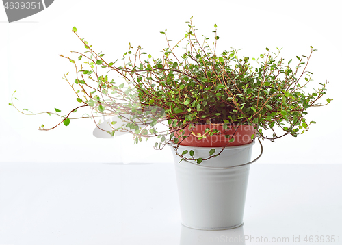 Image of muehlenbeckia plant in white bucket