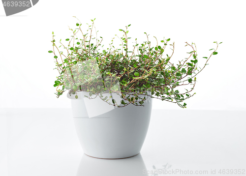 Image of muehlenbeckia plant in white flower pot