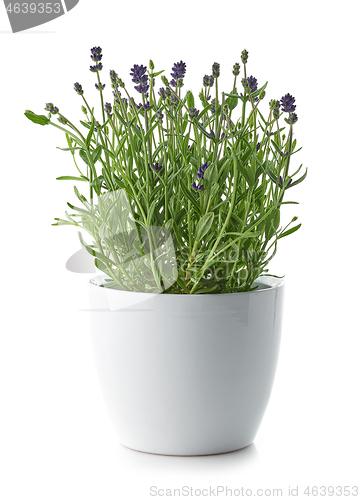 Image of lavender in a white flower pot