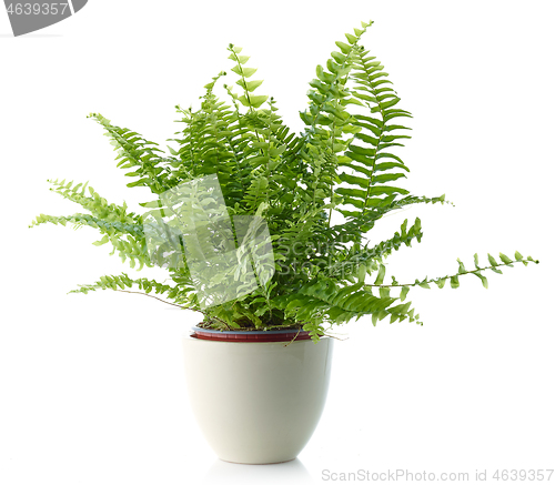 Image of fern in a white flower pot