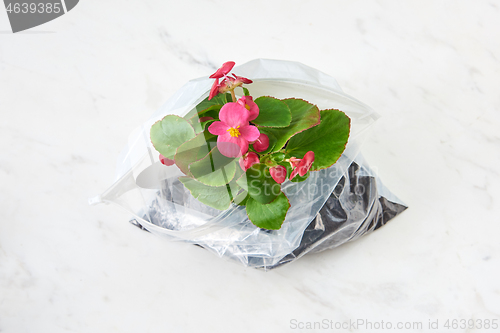 Image of Evergreen houseplant in blossom in a plastic bag on a marble grey background.