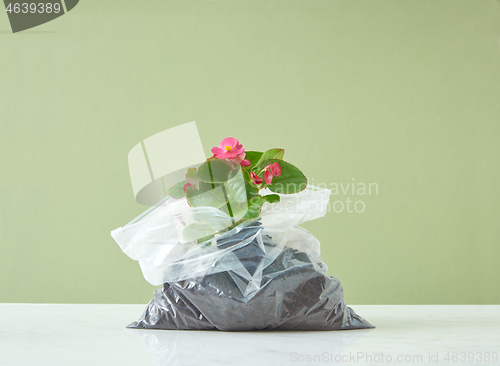 Image of Blooming evergreen houseplant in a plastic bag on a duotone background.