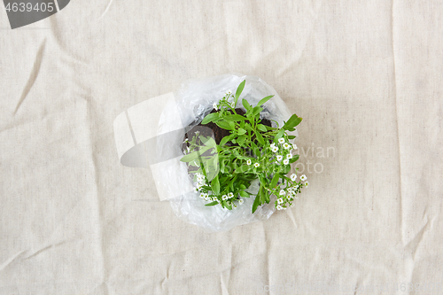 Image of Blossoming green plant with tender flowers in a plastic bag. Top view.