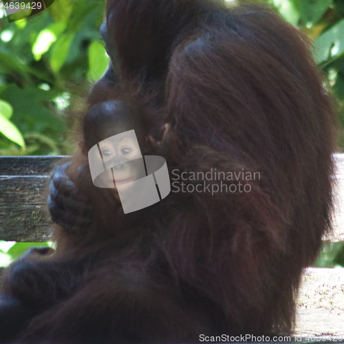 Image of Borneo-Orang-Utan