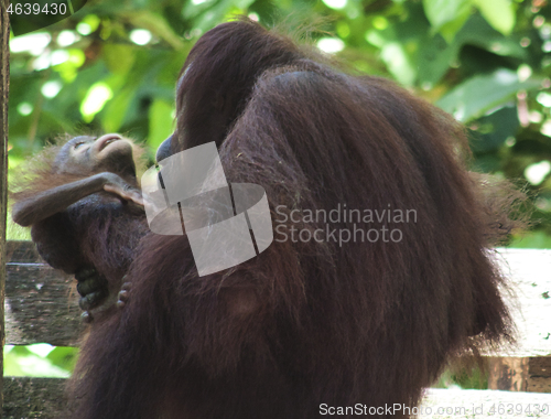 Image of Borneo-Orang-Utan