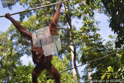 Image of Borneo-Orang-Utan