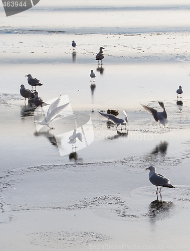 Image of Seagulls on ice