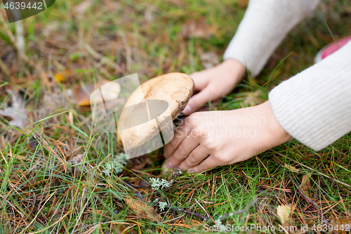 Image of hands picking mushroom in autumn forest