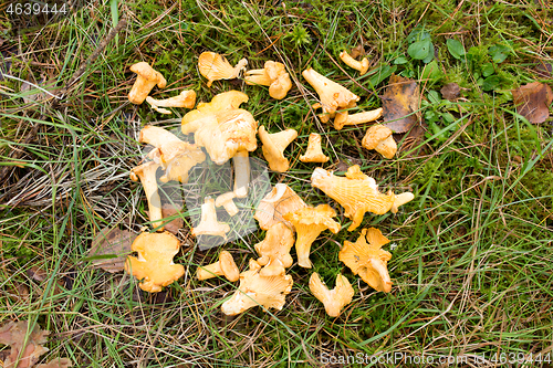 Image of chanterelles mushrooms on ground in autumn forest