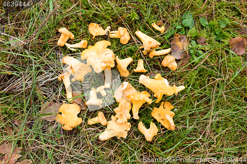 Image of chanterelles mushrooms on ground in autumn forest