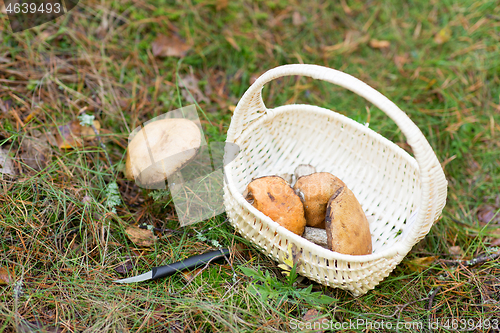 Image of basket of mushrooms and knife in autumn forest