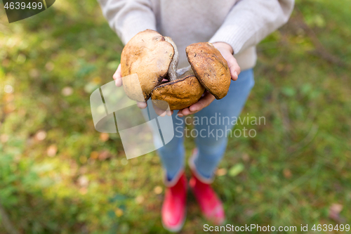 Image of close up of woman holding mushrooms in forest