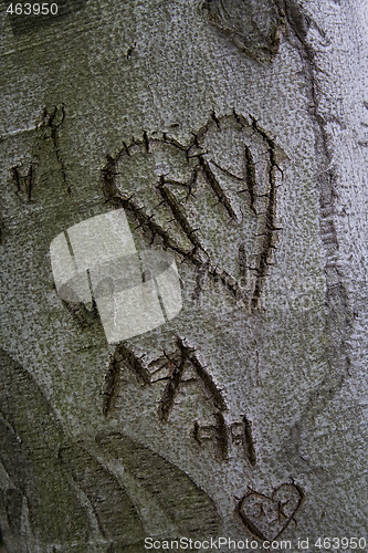 Image of Love letter on tree trunk