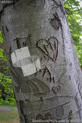 Image of Love letter on tree trunk