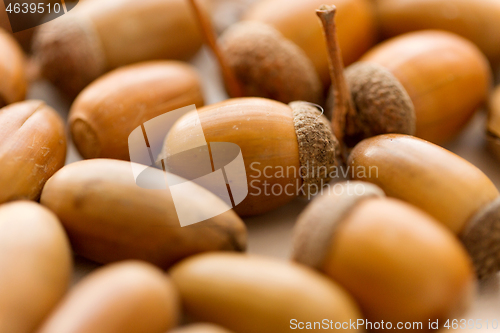 Image of close up of acorns on white background