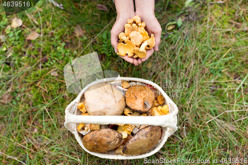 Image of hands with mushrooms and basket in forest