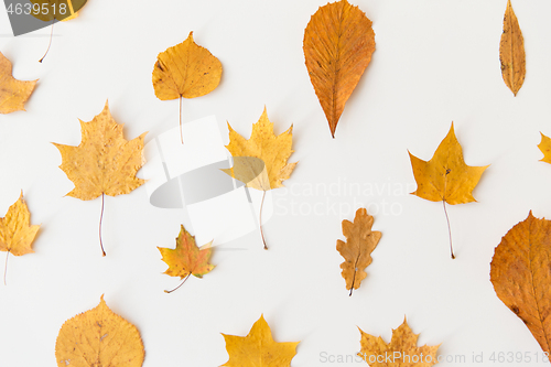 Image of dry fallen autumn leaves on white background