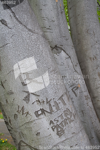 Image of Love letter on tree trunk