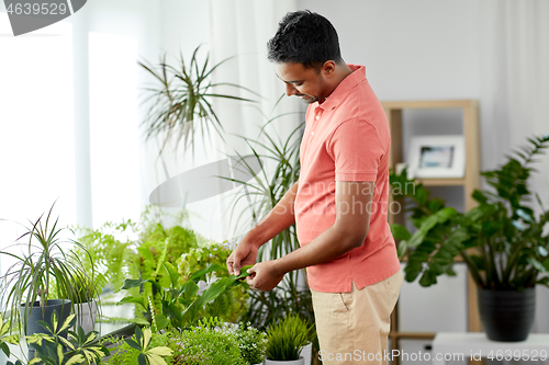 Image of indian man taking care of houseplants at home