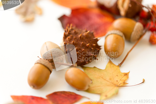 Image of close up of acorns, chestnut shell, autumn leaves