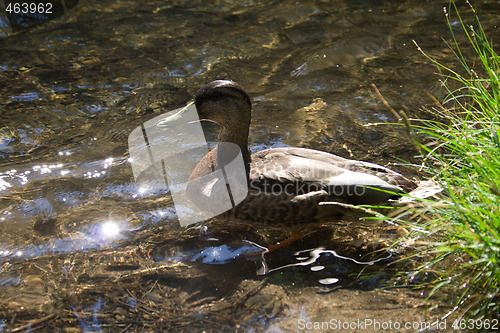 Image of Duck