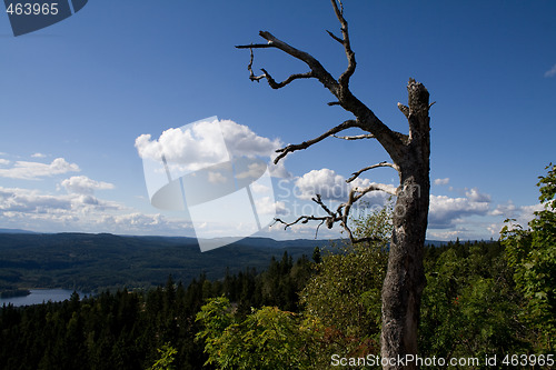 Image of Crooked tree with view