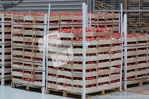 Image of Tomatoes Pallet