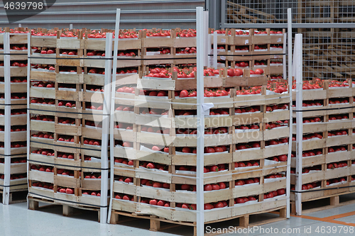 Image of Tomatoes Pallet