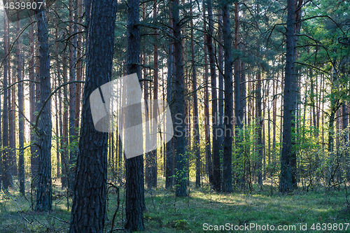 Image of Springtime in a backlit pine tree forest