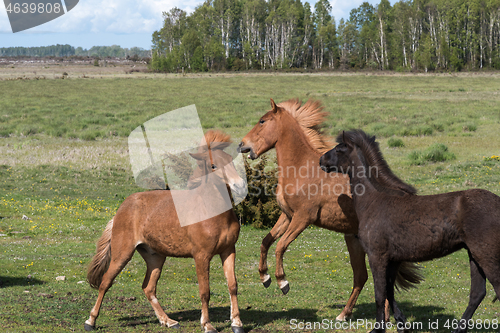 Image of Playful horses in a green grassland