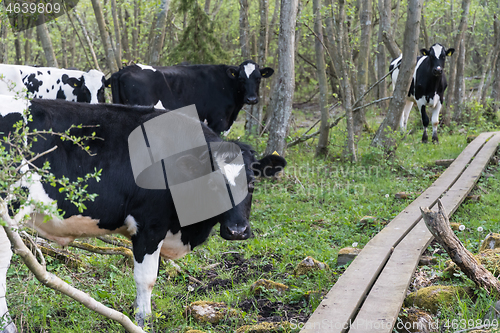 Image of Young curious cows standing by a wooden footbridge