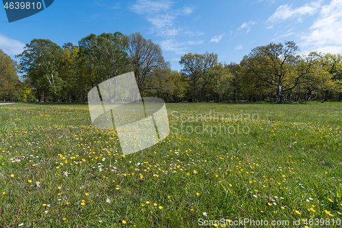Image of Beautiful forest glade with blossom flowers