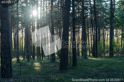 Image of Backlit pine tree forest