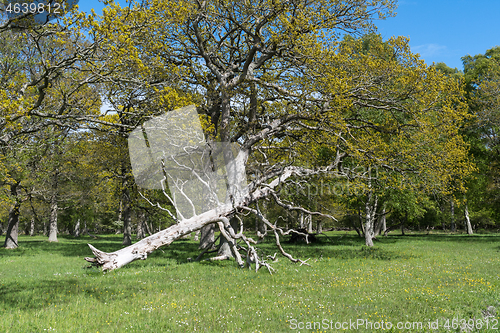 Image of Fallen dead tree in a beautiful bright forest