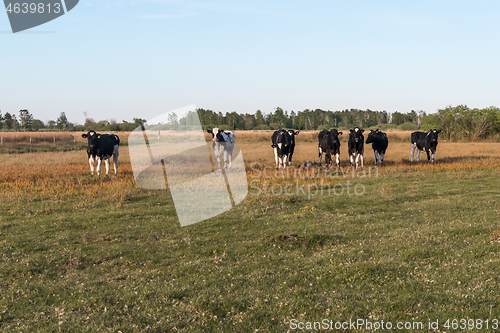 Image of Young cows standing side by side