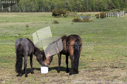 Image of Two horses sharing a mineral block in a green landscape