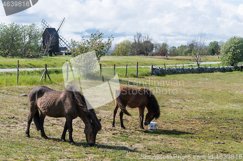 Image of Grazing horses in a grassland with a windmill in the background