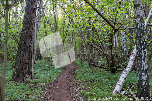 Image of Footpath through a green forest in spring season